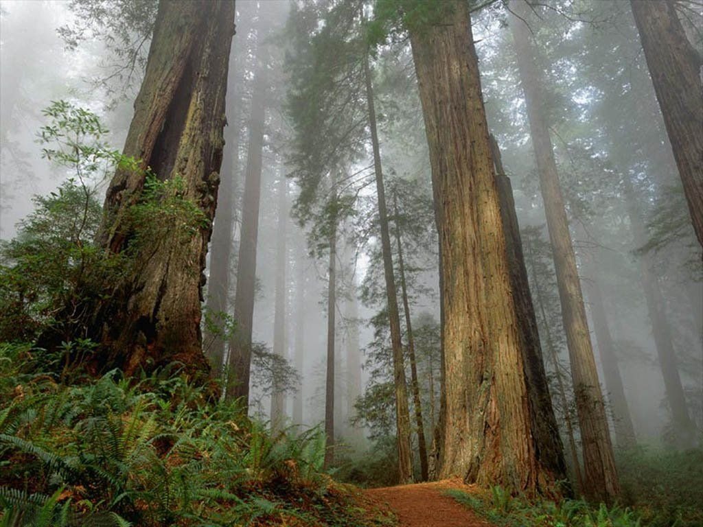 Bosques absorben el doble de CO2 que hace 50 años