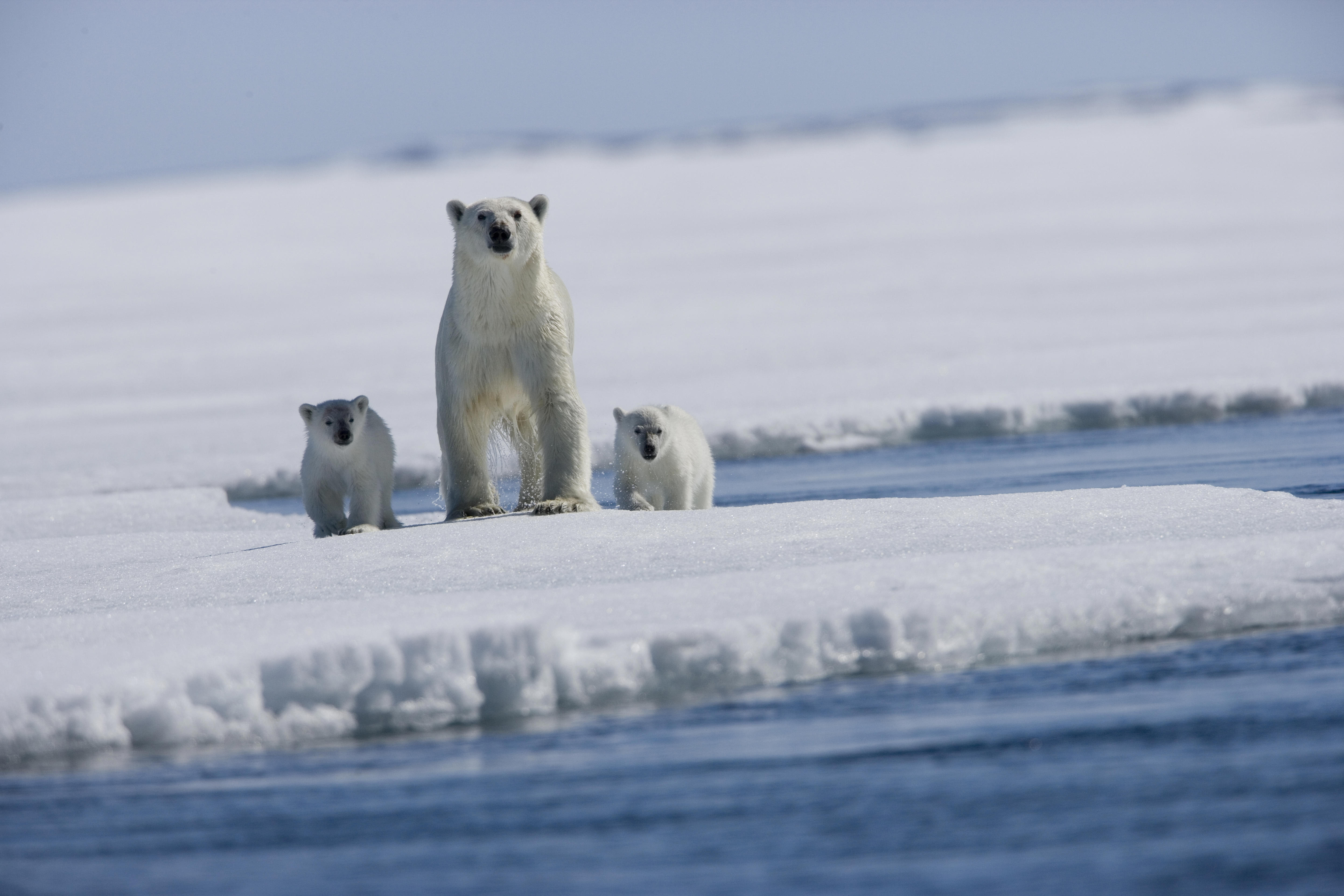 Nuevo record de mínimo de hielo ártico