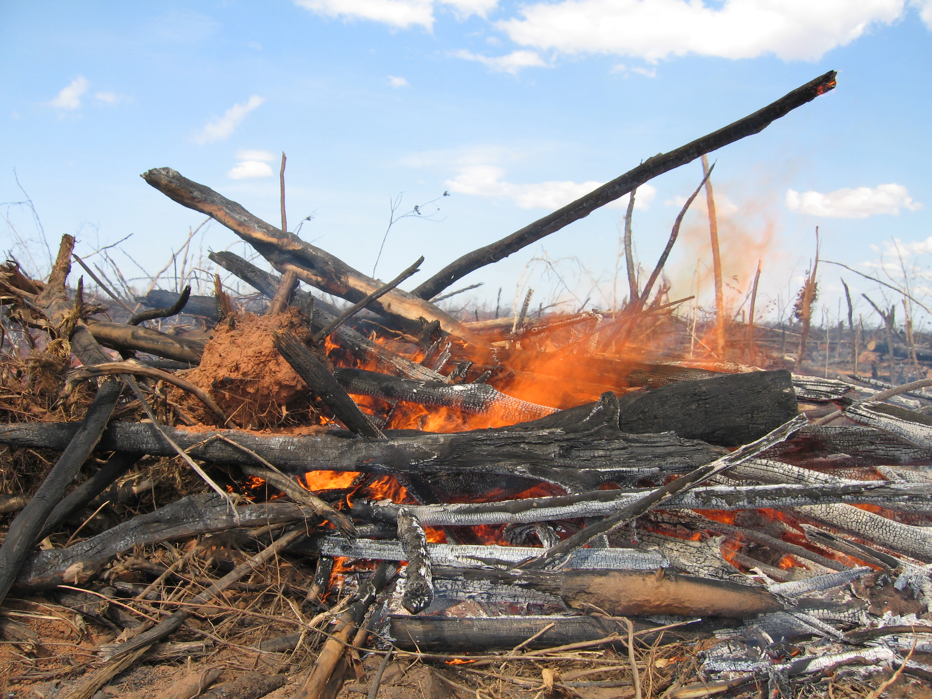 REDD+: Para frenar el cambio climático por la deforestión