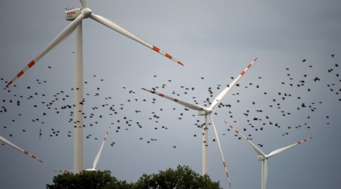 Eólica y aves: E.ON suprime la mortalidad de aerogeneradores en los parques eólicos.