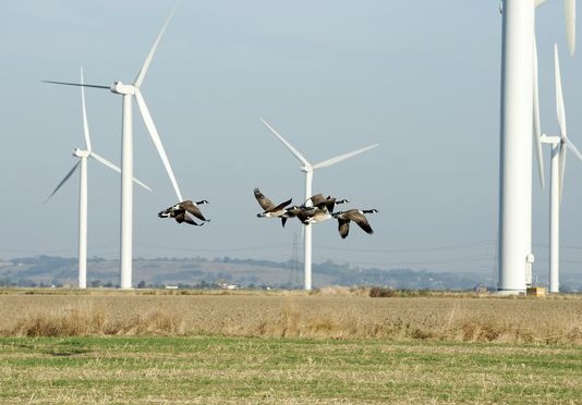 Las muertes de aves por turbina eólica se reducen en un 72% cuando una de las palas se pinta de negro