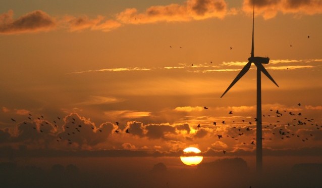 Aves migratorias y energía eólica