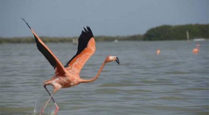 La península de Yucatán, la más afectada por el cambio climático