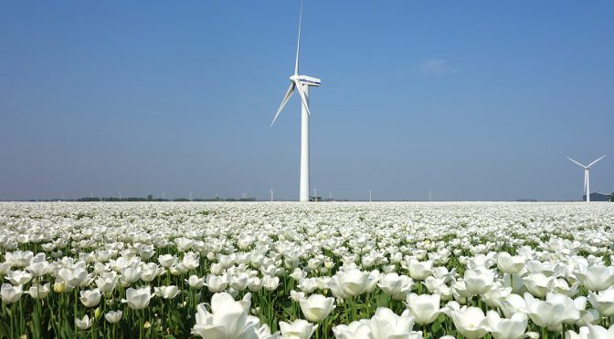 Prevén crecimiento significativo de la energía eólica en Holanda