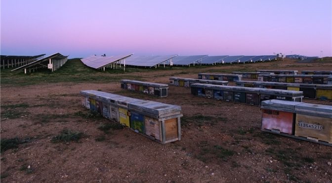 Iberdrola instala colmenas en proyectos fotovoltaicos para preservar la biodiversidad y fomentar la economía circular