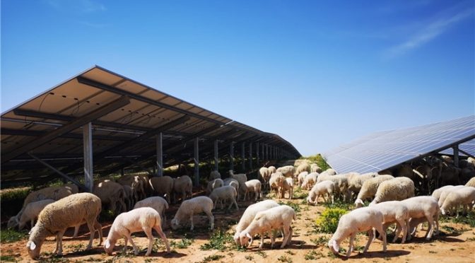 Iberdrola pone en marcha su primera planta fotovoltaica en Teruel