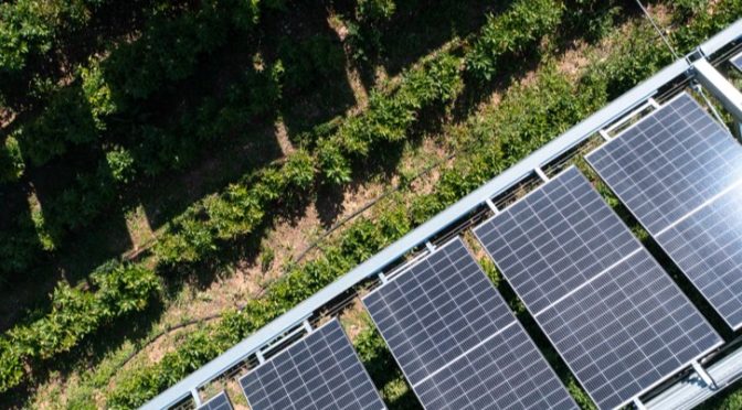 Iberdrola selecciona cuatro proyectos internacionales para impulsar la convivencia de la agricultura y la ganadería con la fotovoltaica
