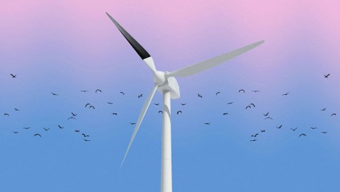 Las palas de turbina eólica negras reducen las colisiones con aves