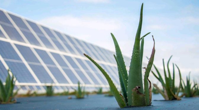 Agrivoltaica, la campaña de Enel Green Power da sus primeros frutos