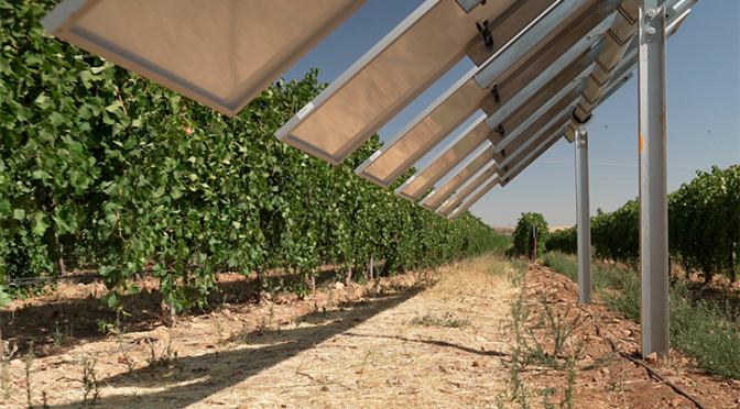 Iberdrola pone en marcha en Toledo la primera planta agrovoltaica inteligente de España