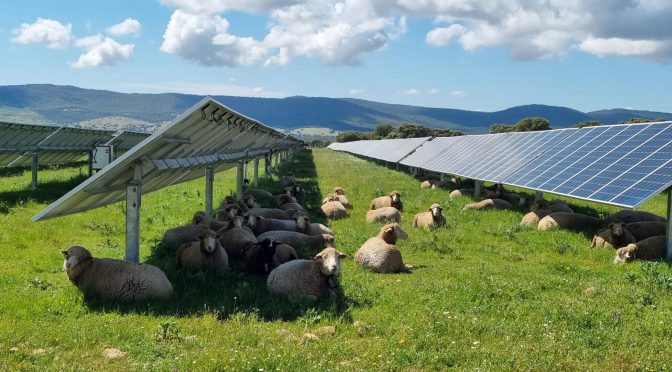 Los numerosos beneficios de la agrivoltaica para el mundo agrícola