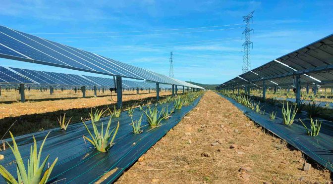 Hay espacio para la agrivoltaica