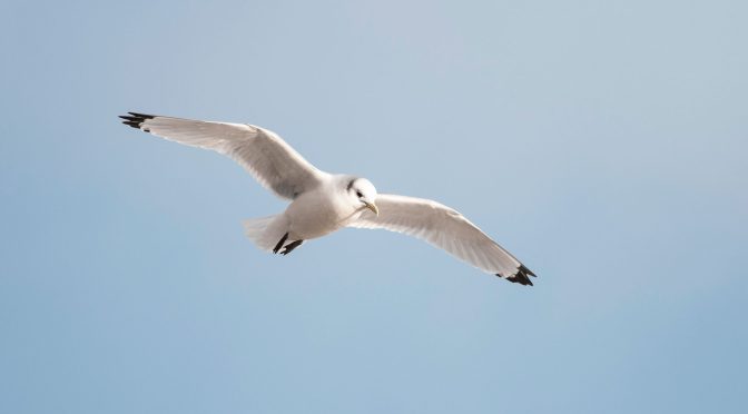 Las aves evitan las palas de los aerogeneradores