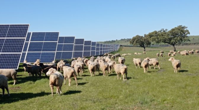 <strong>Las plantas solares, espacios naturales convertidos en oasis para la protección y recuperación de la flora y la fauna</strong>