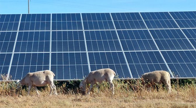 Iberdrola pone en marcha un pastoreo solar en Portugal con unas 300 ovejas