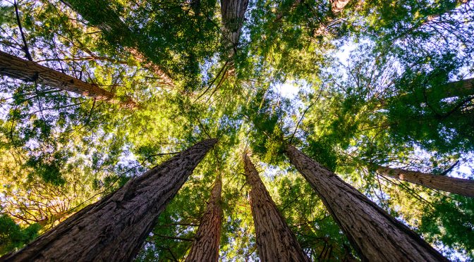 La restauración de la naturaleza y la energía eólica van de la mano