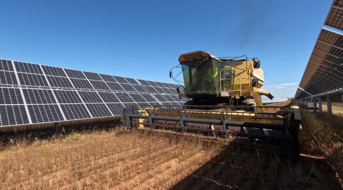 El primer lino solar para uso industrial se recolecta en Sevilla