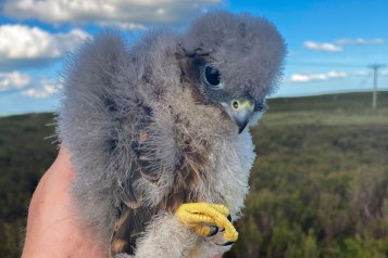 El ave rapaz más pequeña de Gran Bretaña sigue prosperando en la eólica de Ray