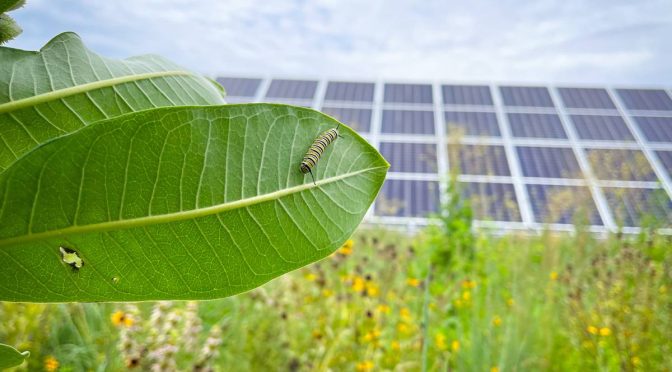 Las centrales solares fotovoltaicas pueden proporcionar un hogar vital para los insectos nativos