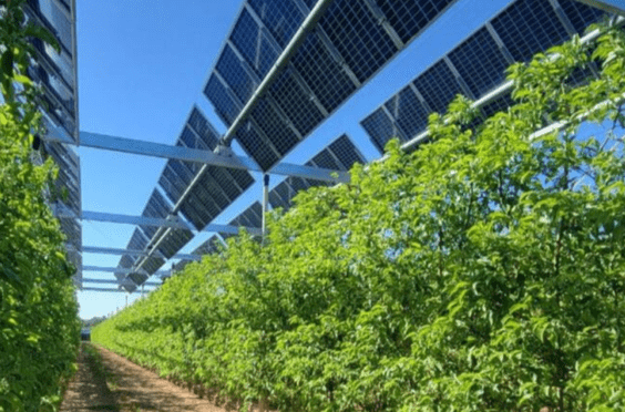 El mundo agrario y el sector de la energía solar se dan la mano para impulsar la agrovoltaica en la península ibérica